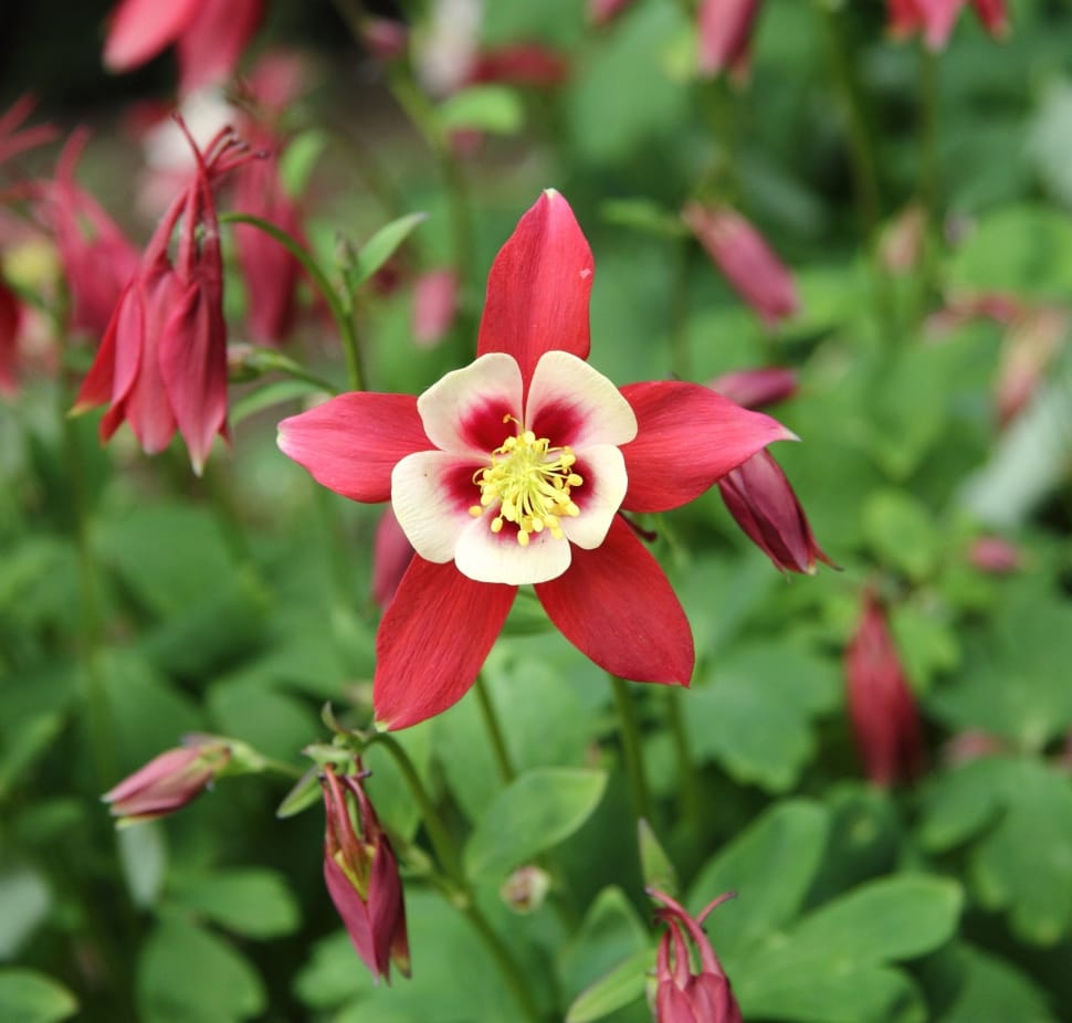 red-and-white Columbine flowers closeup photography preview