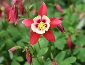 red-and-white Columbine flowers closeup photography thumbnail