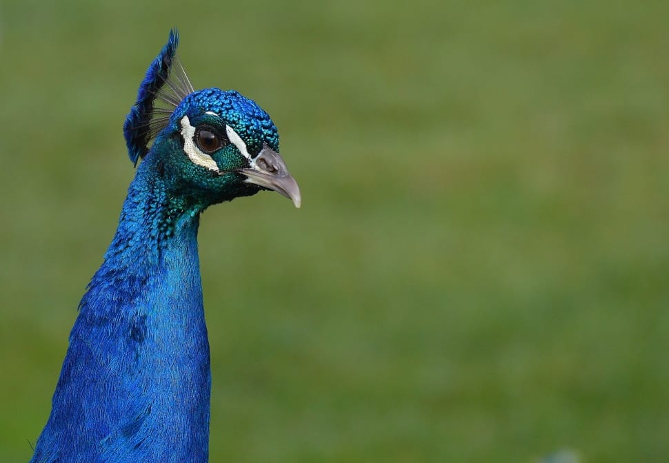 Blue Peacock Free Image Peakpx
