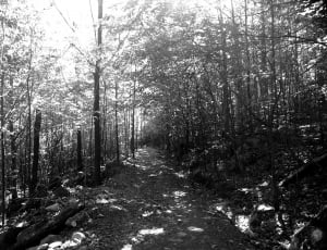 forest in grayscale thumbnail