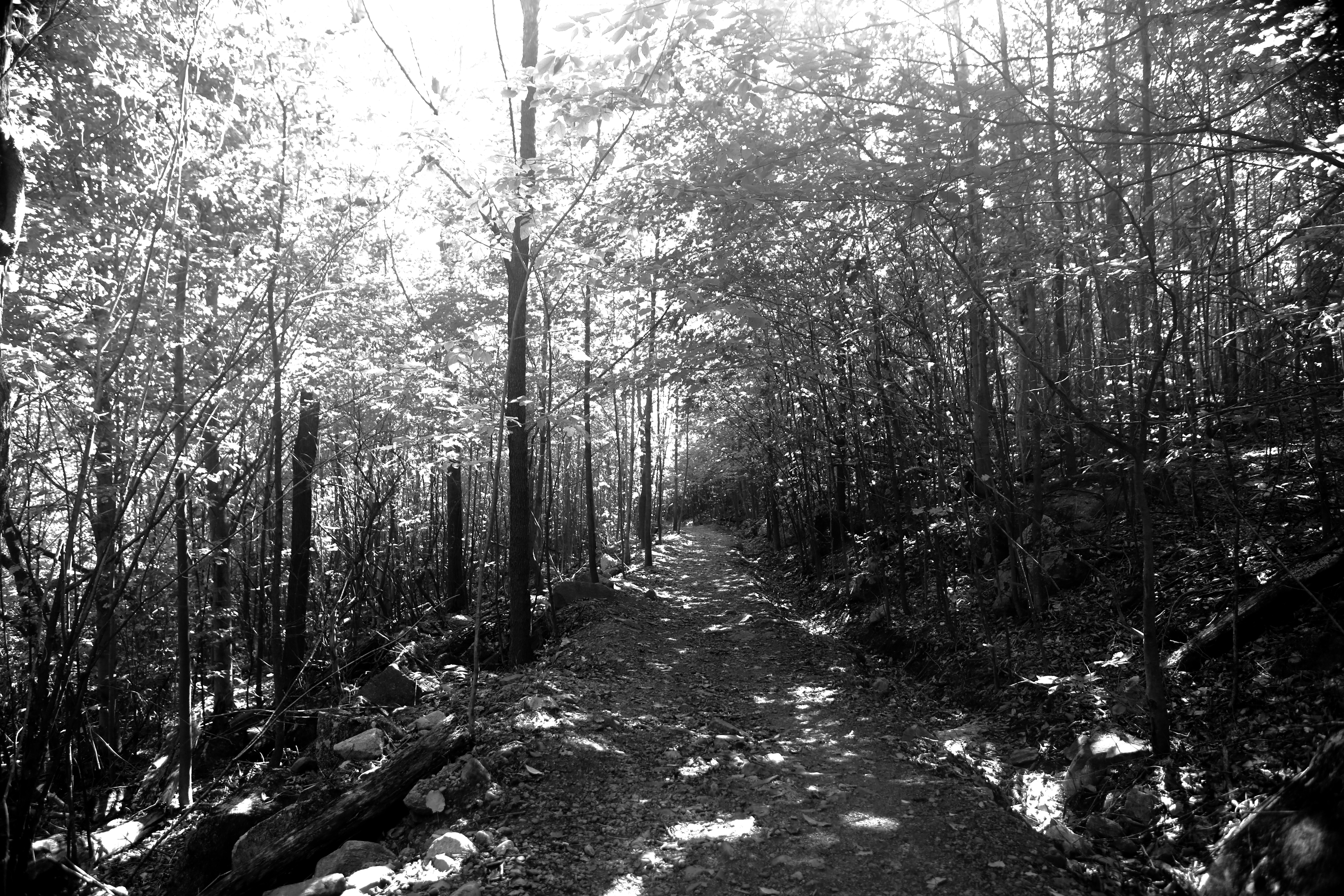forest in grayscale