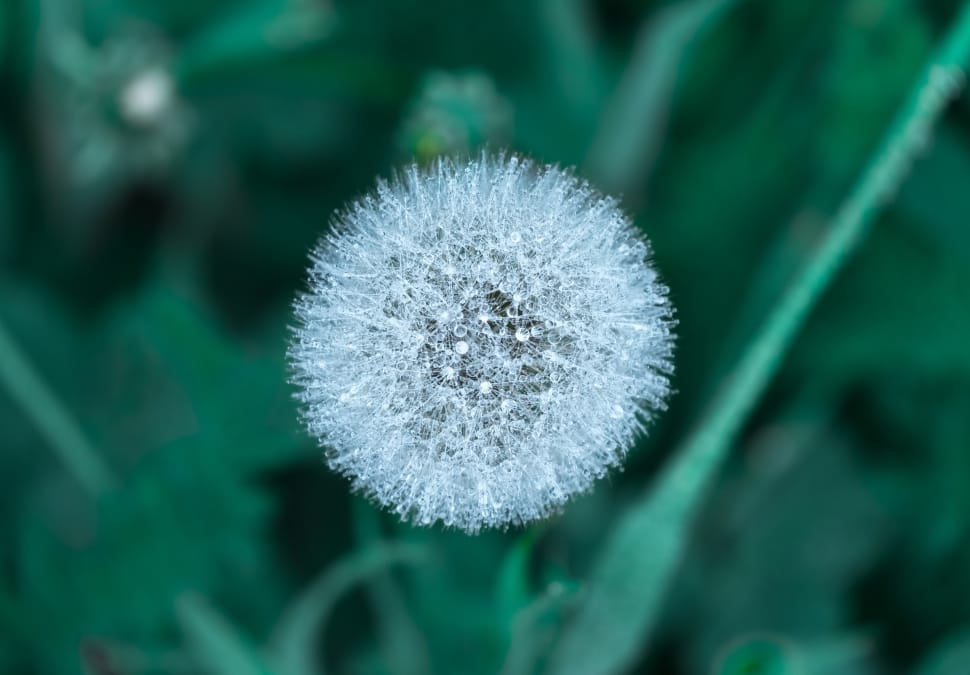 white dandelion preview