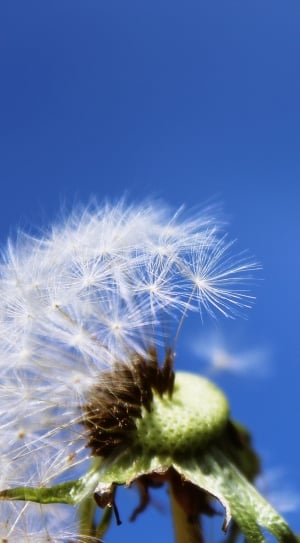 white dandelion in shallow focus photography thumbnail