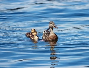 brown duck with 2 ducklings thumbnail