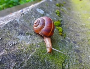 brown garden snail thumbnail