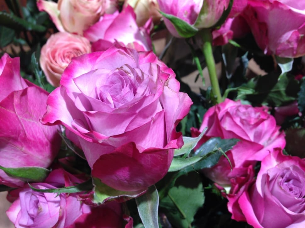 closeup of pink roses preview