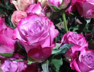 closeup of pink roses thumbnail