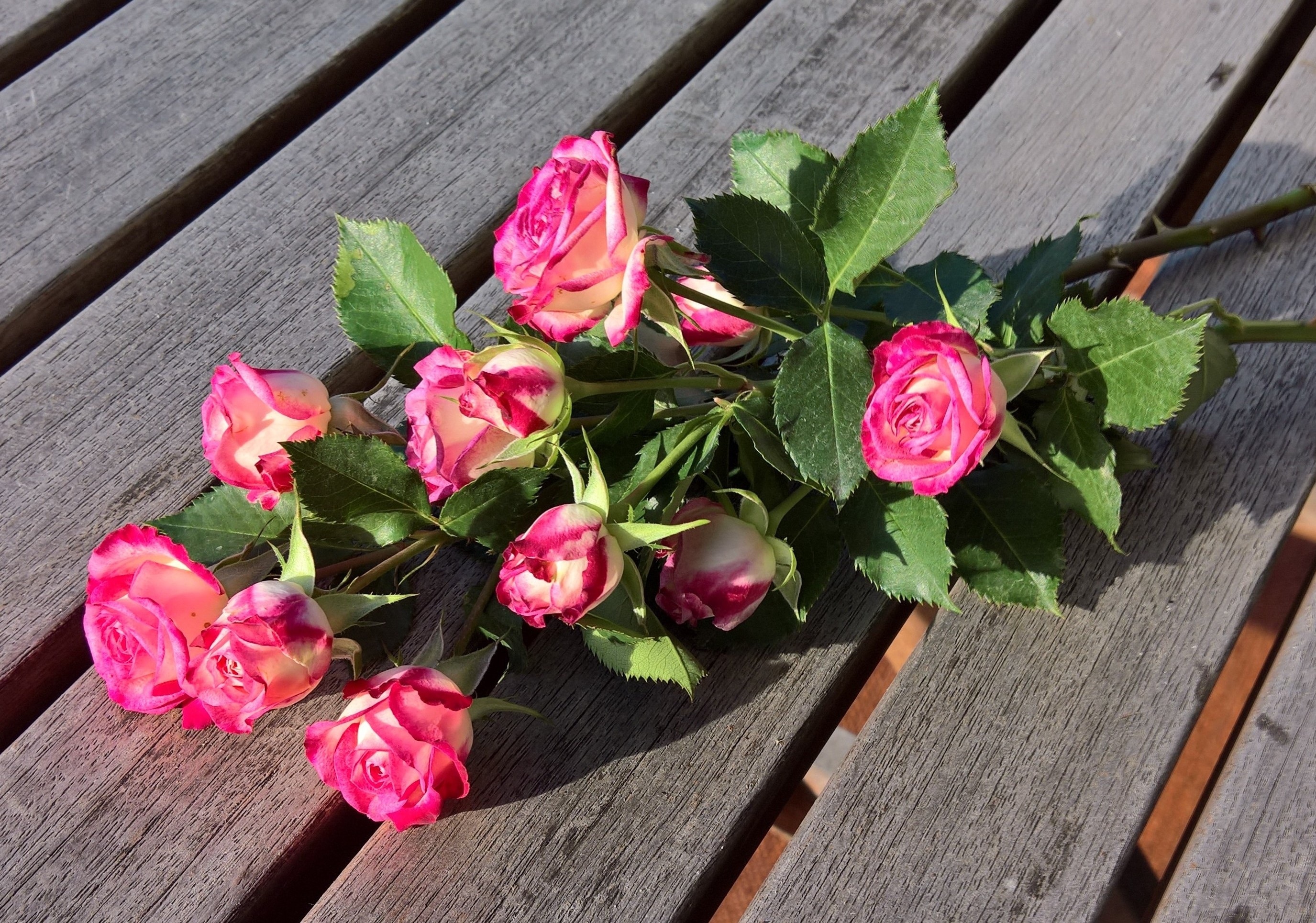 Благородные розы. Дикие розы букет. Букет из диких роз. Троянда флорибунда Нью ейдж (New age). Мелкие розы фото.