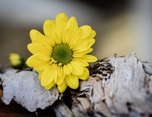 yellow Daisy flower on drift wood thumbnail