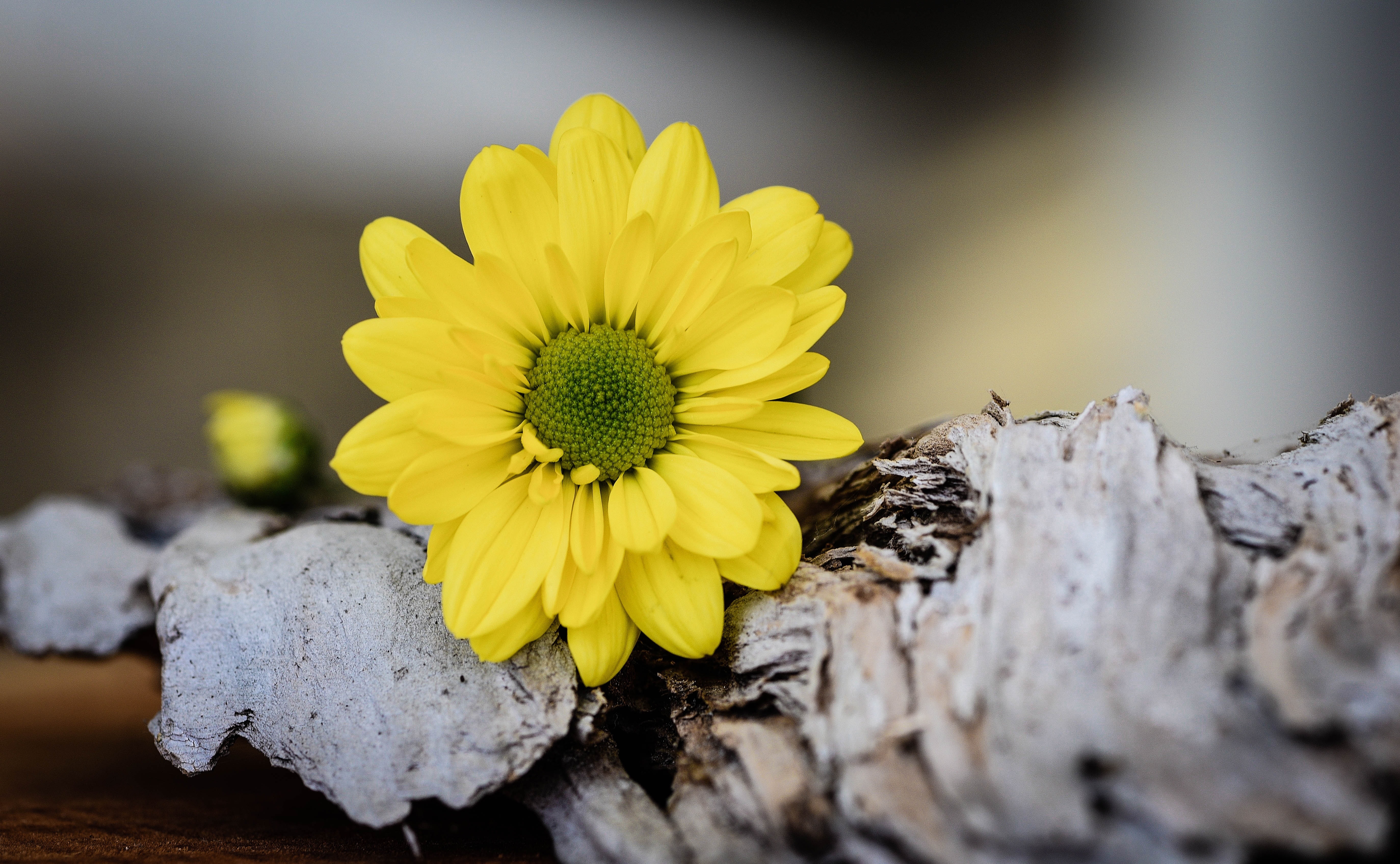 yellow Daisy flower on drift wood
