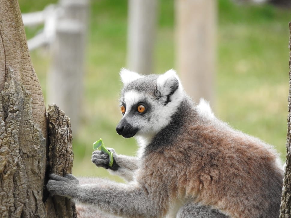 Ring Tailed Lemur, Animal, Madagascar, animal wildlife, animals in the wild preview