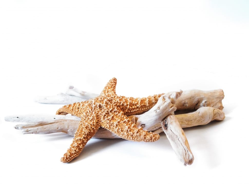 brown star fish on gray wooden branch preview