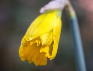 yellow flower in close up photography thumbnail