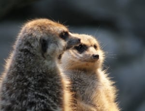 black and brown meerkat thumbnail