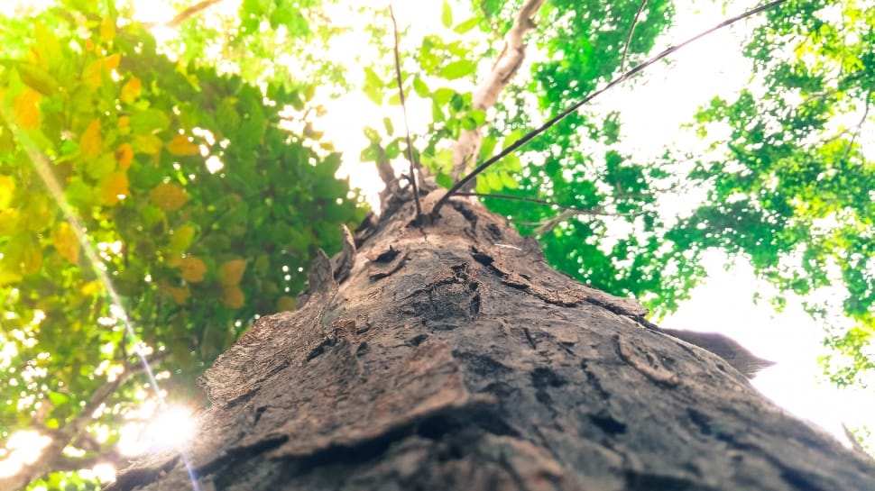 worm's eye view photography of green leaved tree during daytime preview
