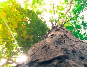 worm's eye view photography of green leaved tree during daytime thumbnail