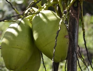 Green, Nature, Coco, food and drink, fruit thumbnail