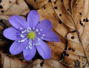 Forest Flower, Spring, Hepatica, flower, purple thumbnail