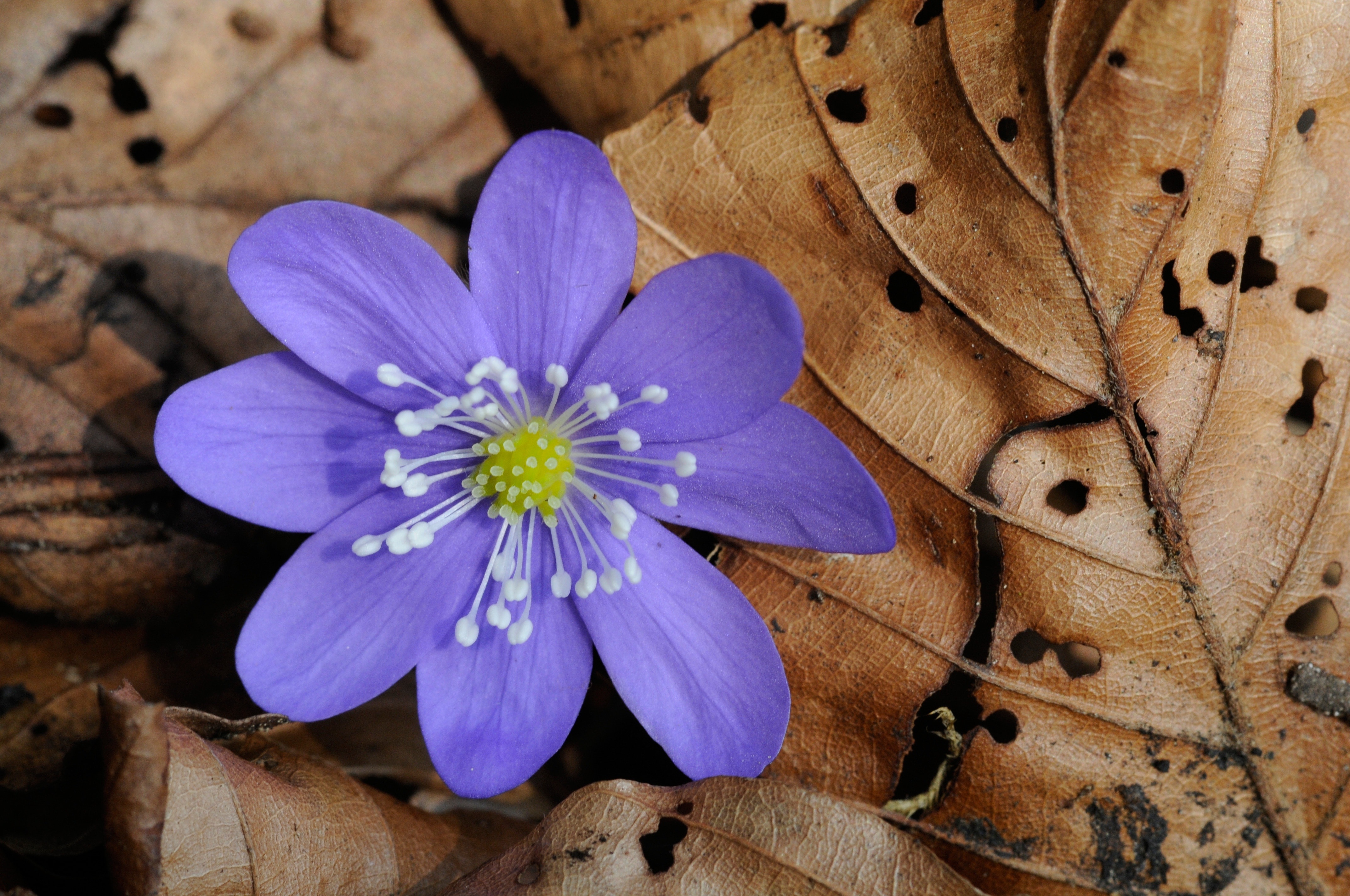 Forest Flower, Spring, Hepatica, flower, purple