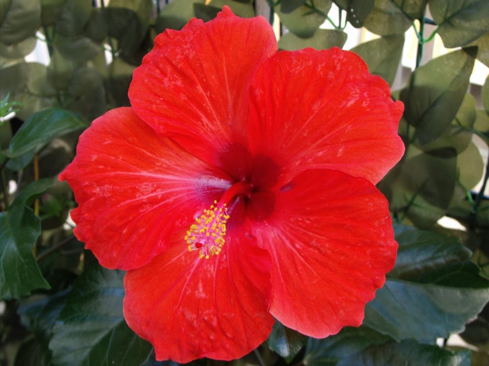 Colored, Red Flower, Hibiscus, Colorful, flower, petal preview