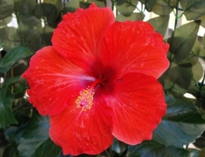 Colored, Red Flower, Hibiscus, Colorful, flower, petal thumbnail