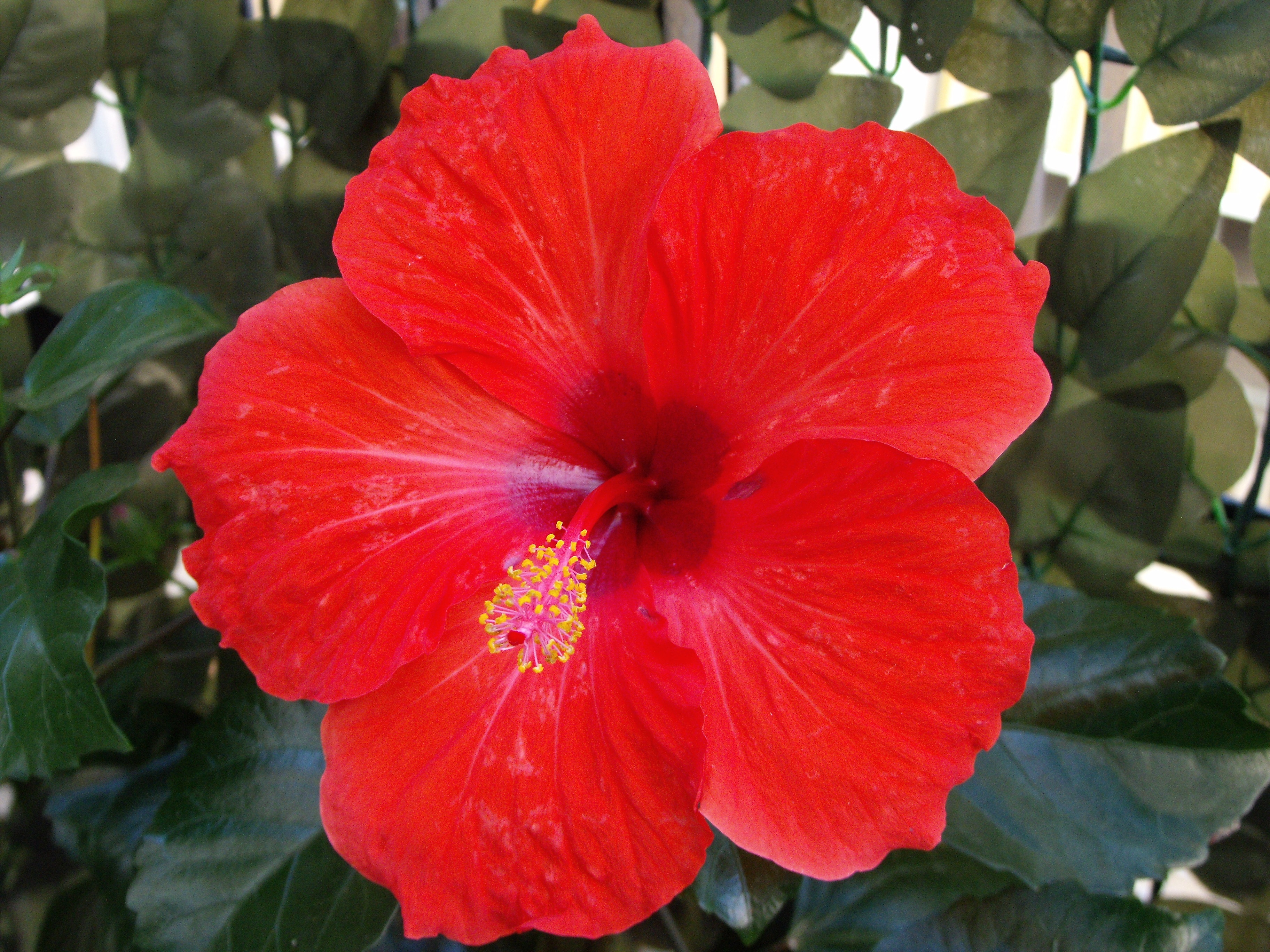 Colored, Red Flower, Hibiscus, Colorful, flower, petal