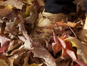 Fall Leaves Background, Autumn Leaves, no people, close-up thumbnail