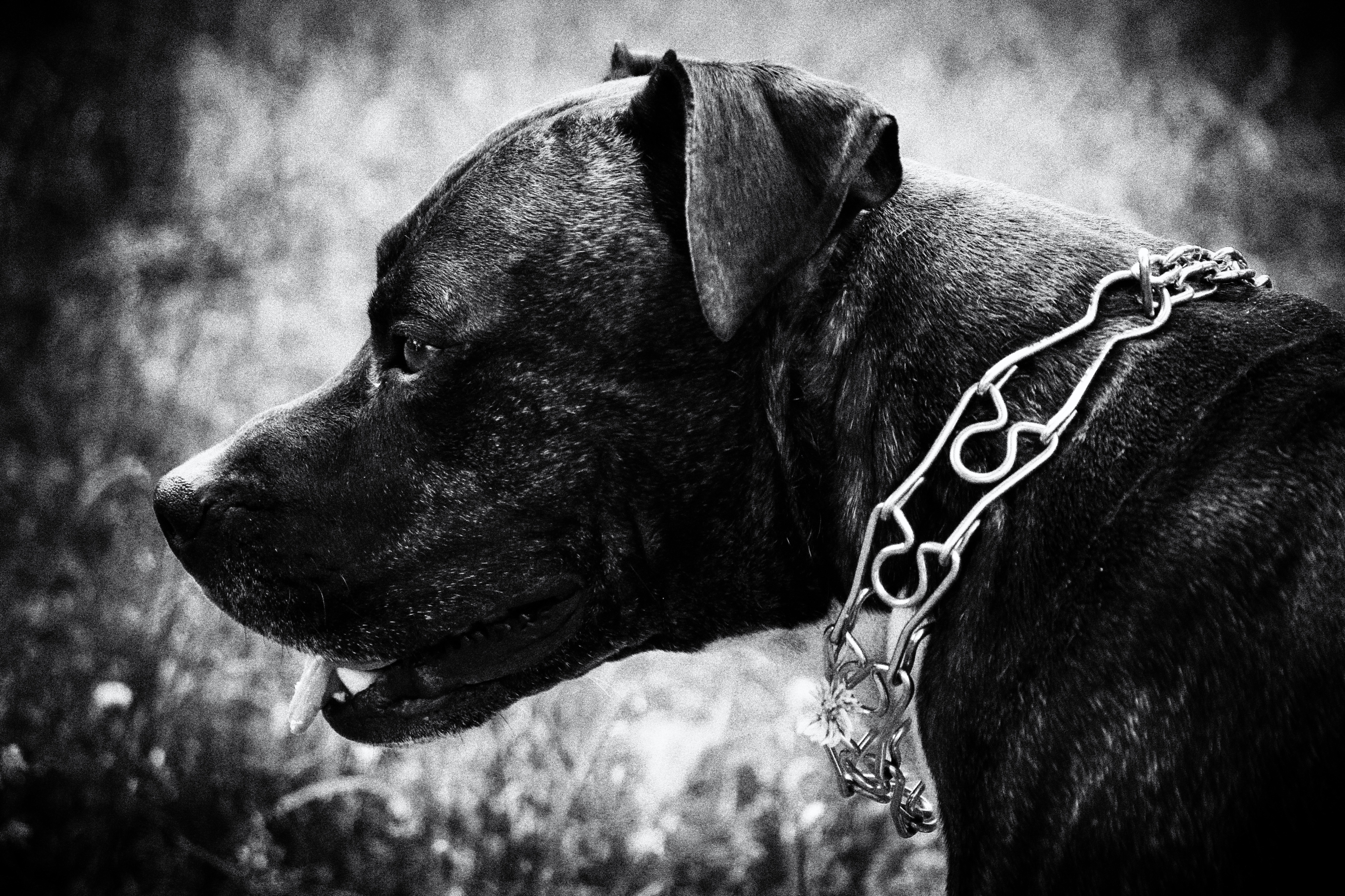 black short coat medium size dog