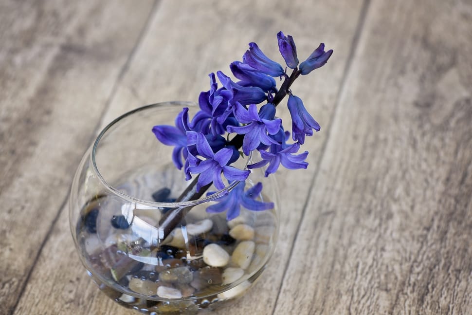 Flower, Spring Flower, Hyacinth, Vase, flower, purple preview