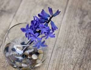 Flower, Spring Flower, Hyacinth, Vase, flower, purple thumbnail