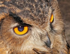 black and brown owl thumbnail