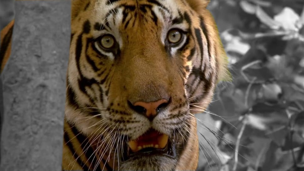 bengal tiger preview