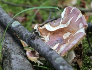 brown and white round mushroom thumbnail