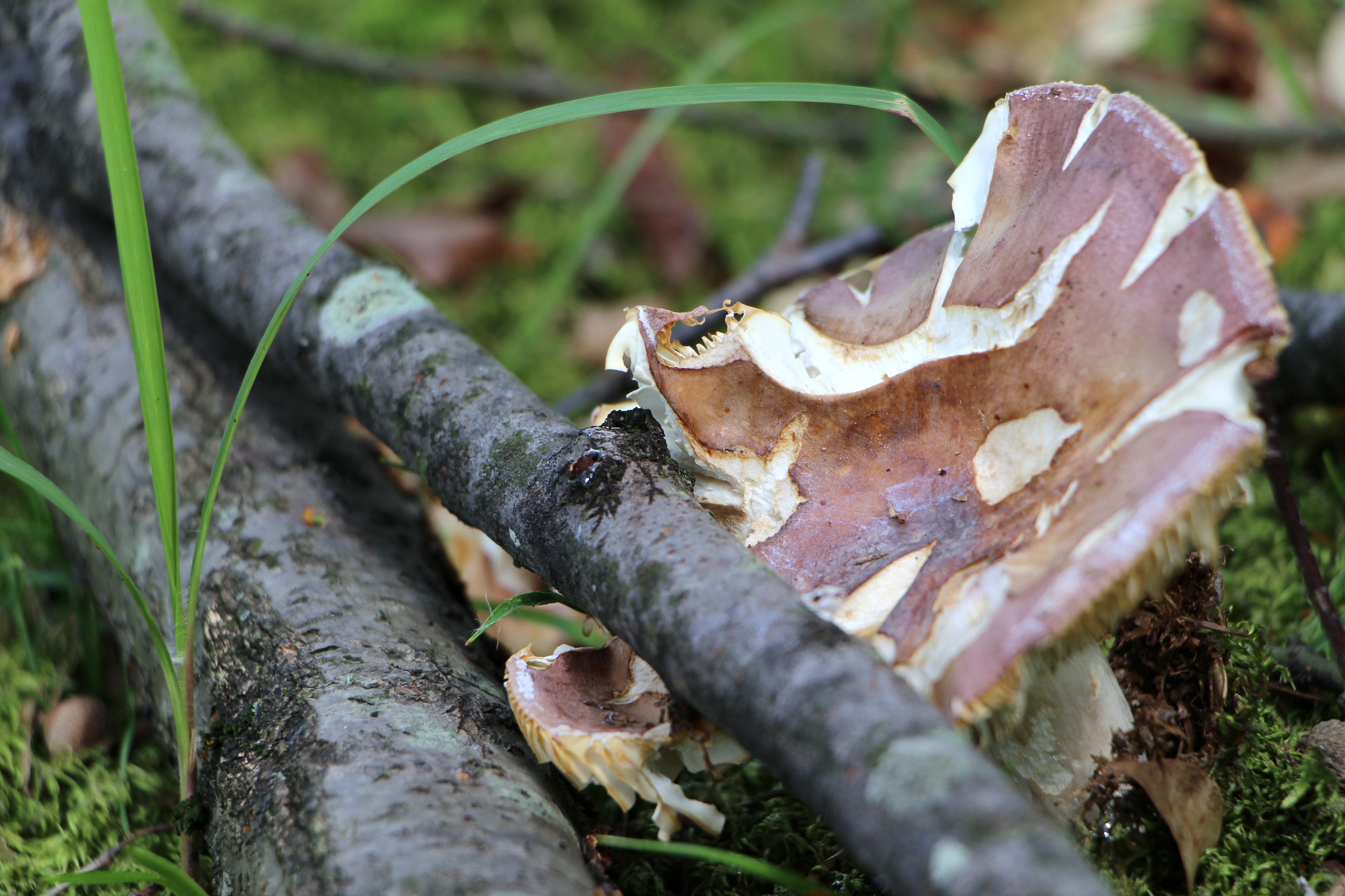 brown and white round mushroom