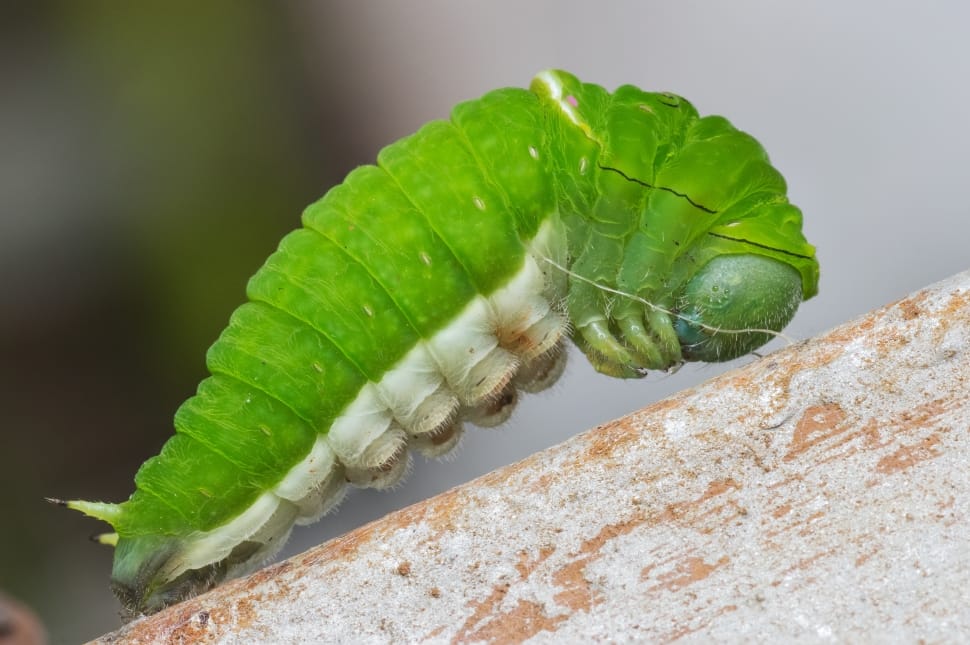 green caterpillar preview