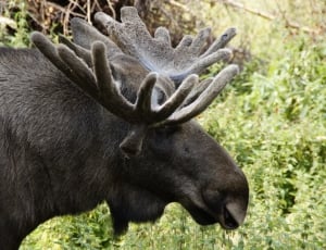 black moose thumbnail