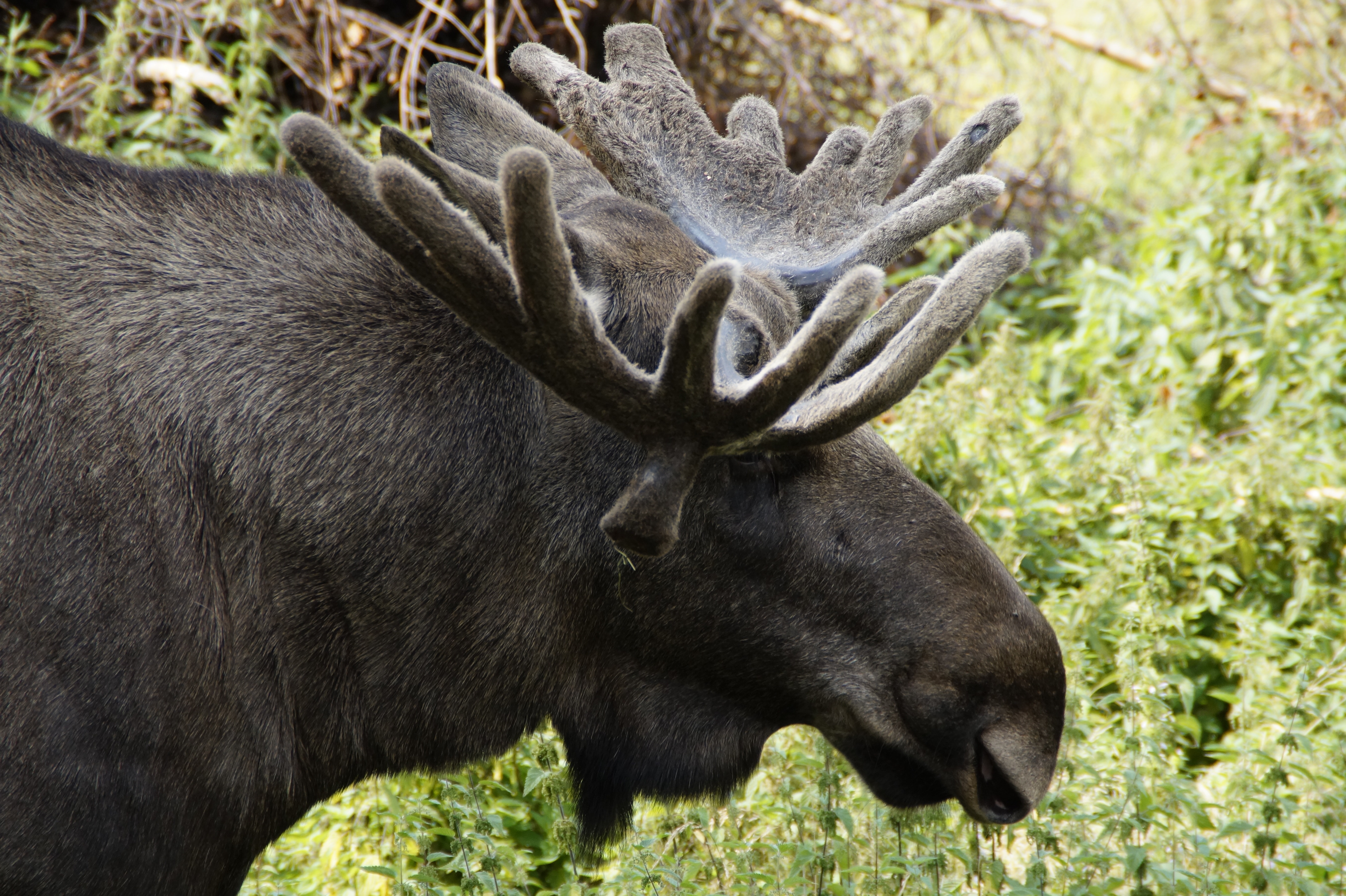 black moose