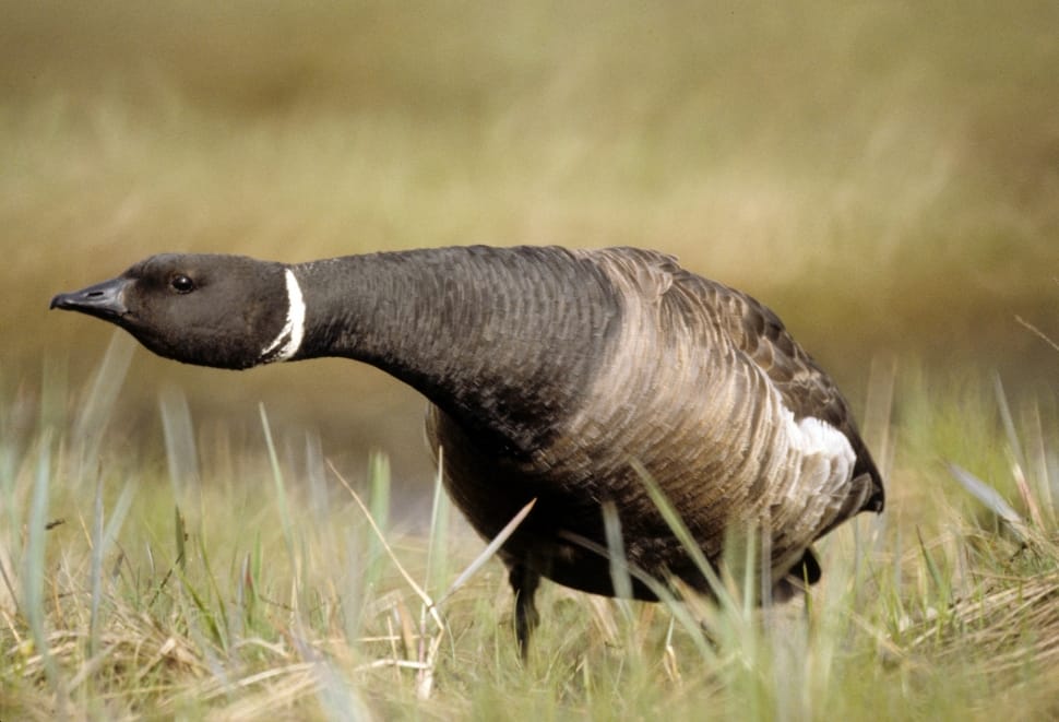 Brent Goose, Nature, Outside, one animal, animal wildlife preview