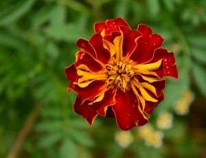 red and yellow petaled flower thumbnail