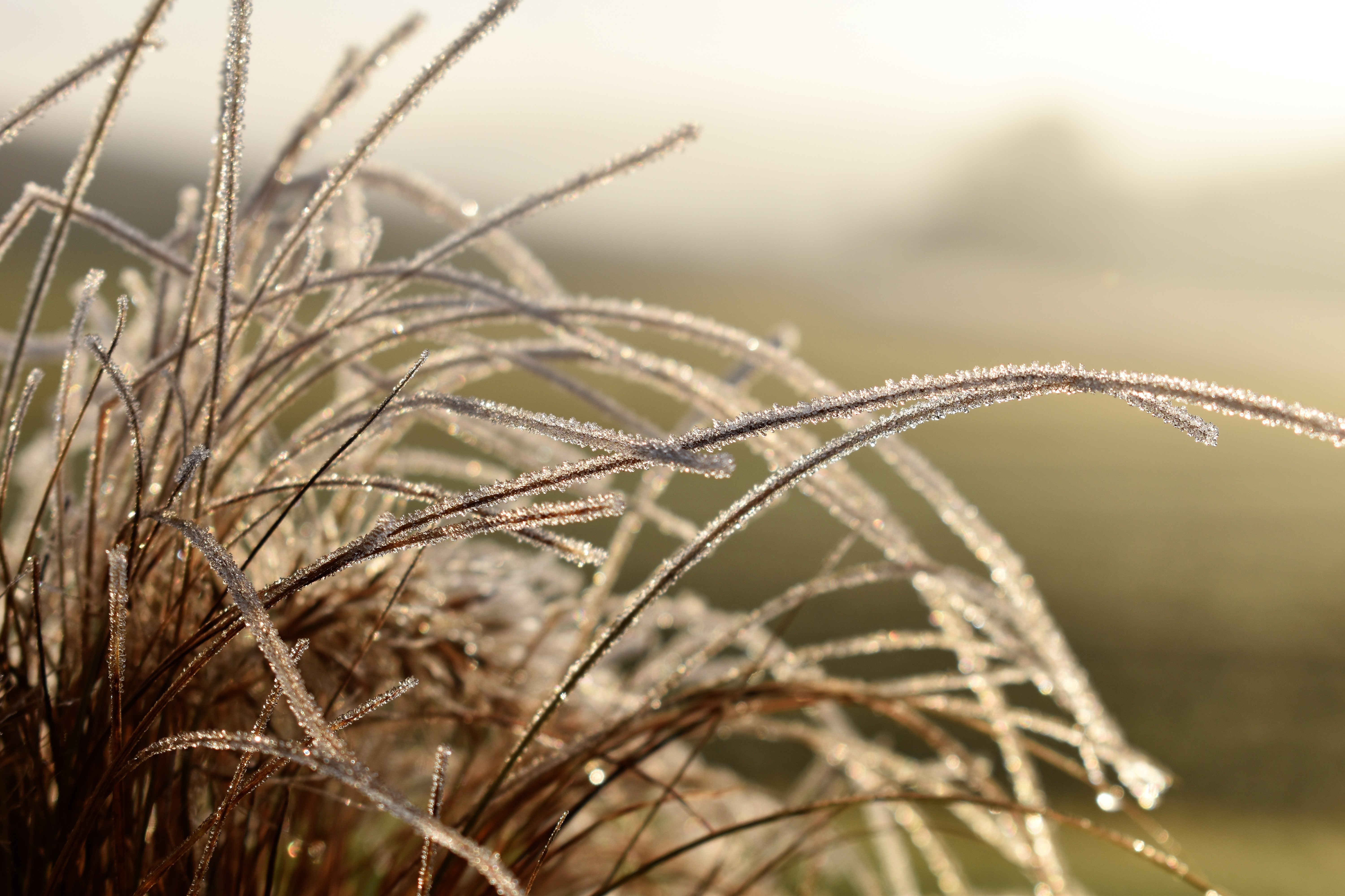 Autumn, Grass, Leaf, Hoarfrost, Frost, nature, no people