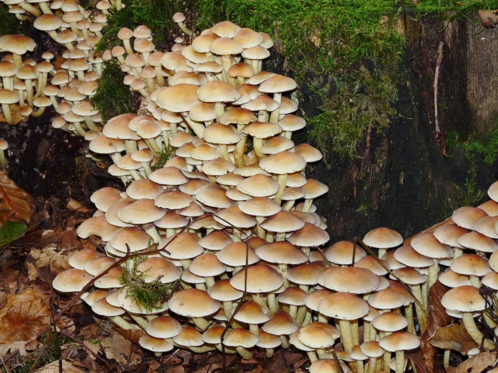 Nature, Forest, Mushroom, Mushrooms, fungus, mushroom preview