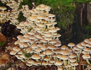 Nature, Forest, Mushroom, Mushrooms, fungus, mushroom thumbnail