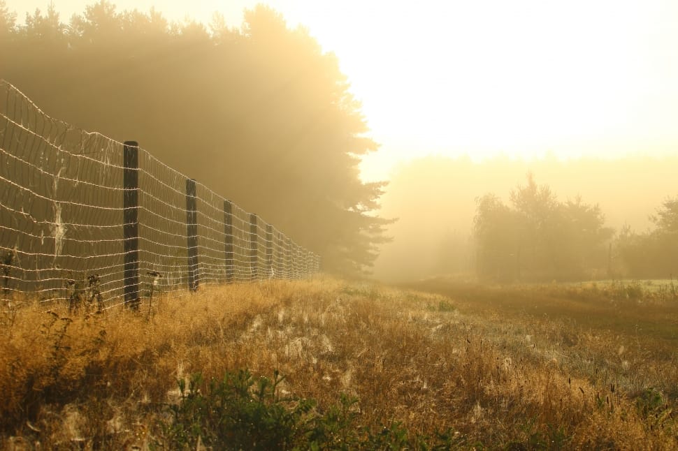 fence near trees preview