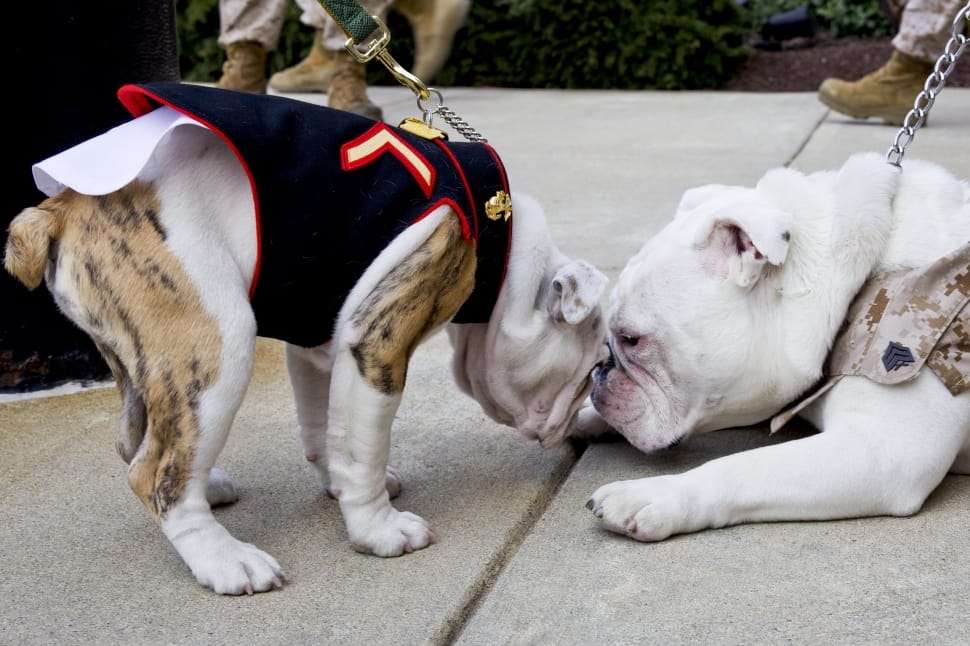 Bulldogs, Mascots, Marines, Military, domestic animals, animal themes preview
