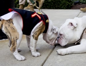 Bulldogs, Mascots, Marines, Military, domestic animals, animal themes thumbnail