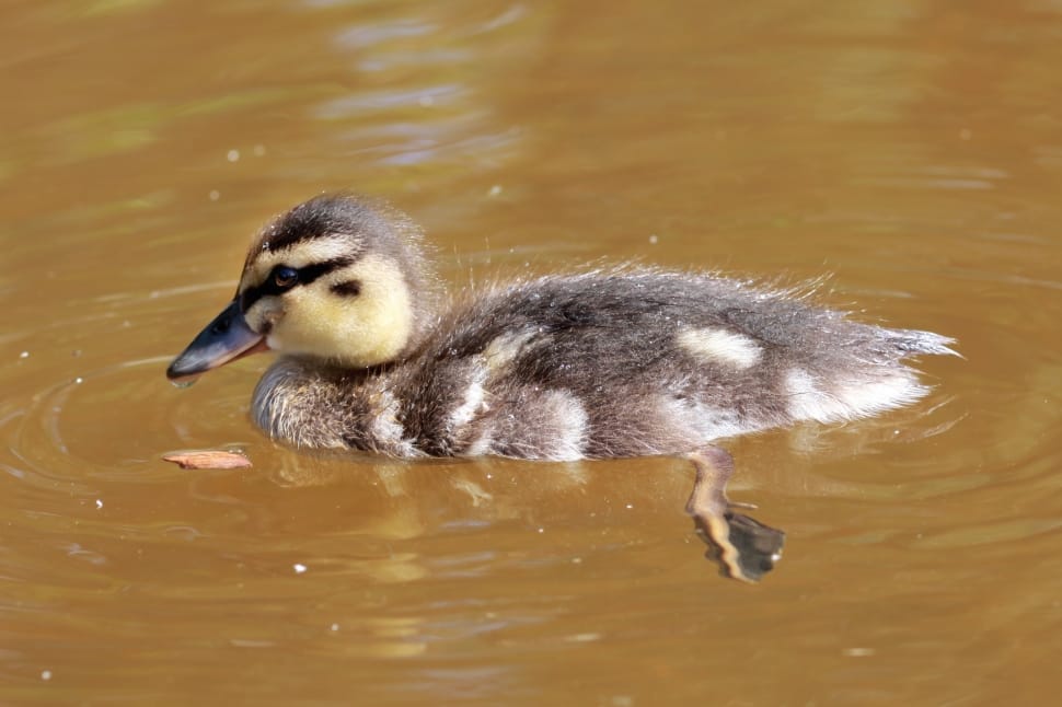 black and yellow duckling preview