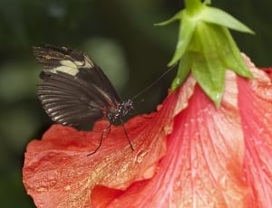 black and white butterfly on hibiscus thumbnail