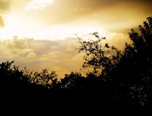 silhouette photo of trees and orange clouds during golden hours thumbnail