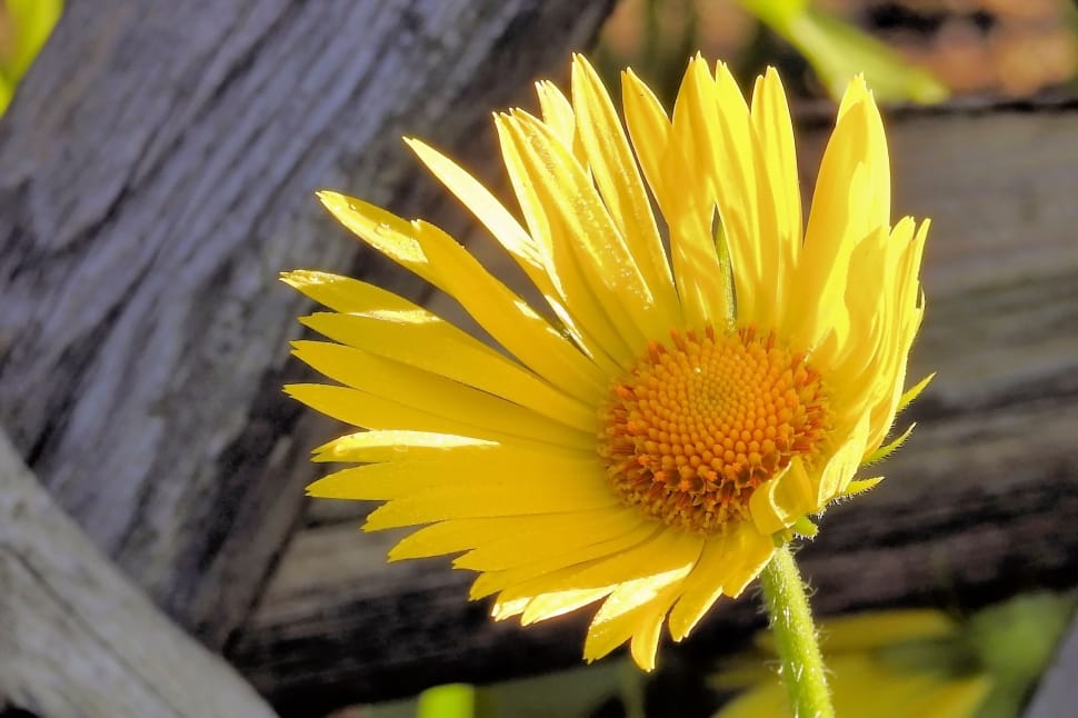 yellow petaled flower with orange stigma preview