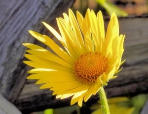 yellow petaled flower with orange stigma thumbnail